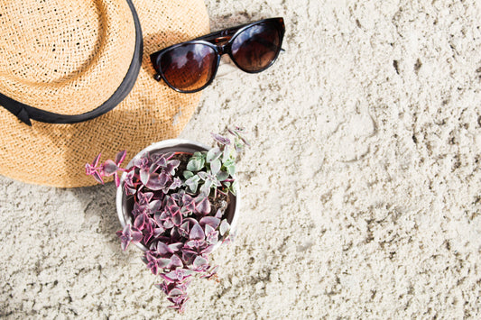 Summertime! Cactussen en vetplanten in de zomer