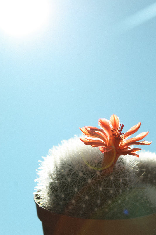 Verschillende standplaatsen voor je cactus en vetplant