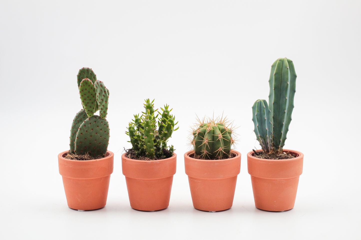 cactus of vetplant in een terracotta pot. Leuke mini cactus en vetplanten mix in pot.