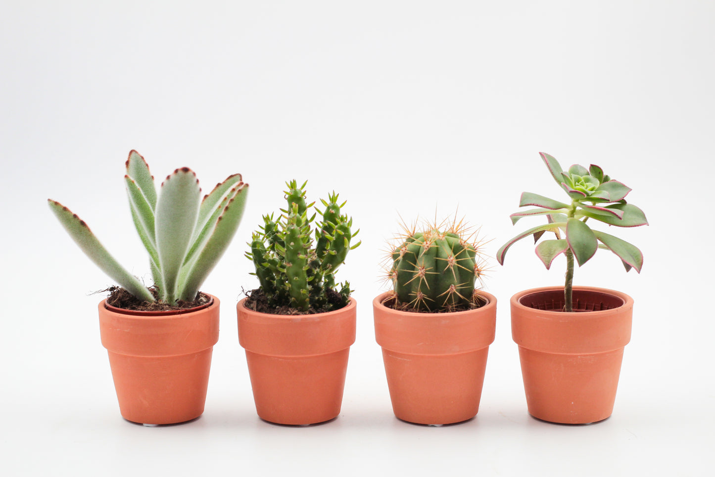 cactus of vetplant in een terracotta pot. Leuke mini cactus en vetplanten mix in pot.