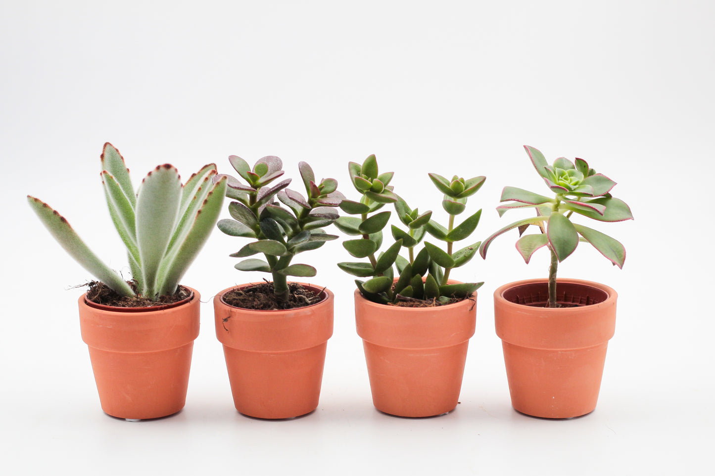 cactus of vetplant in een terracotta pot. Leuke mini cactus en vetplanten mix in pot.