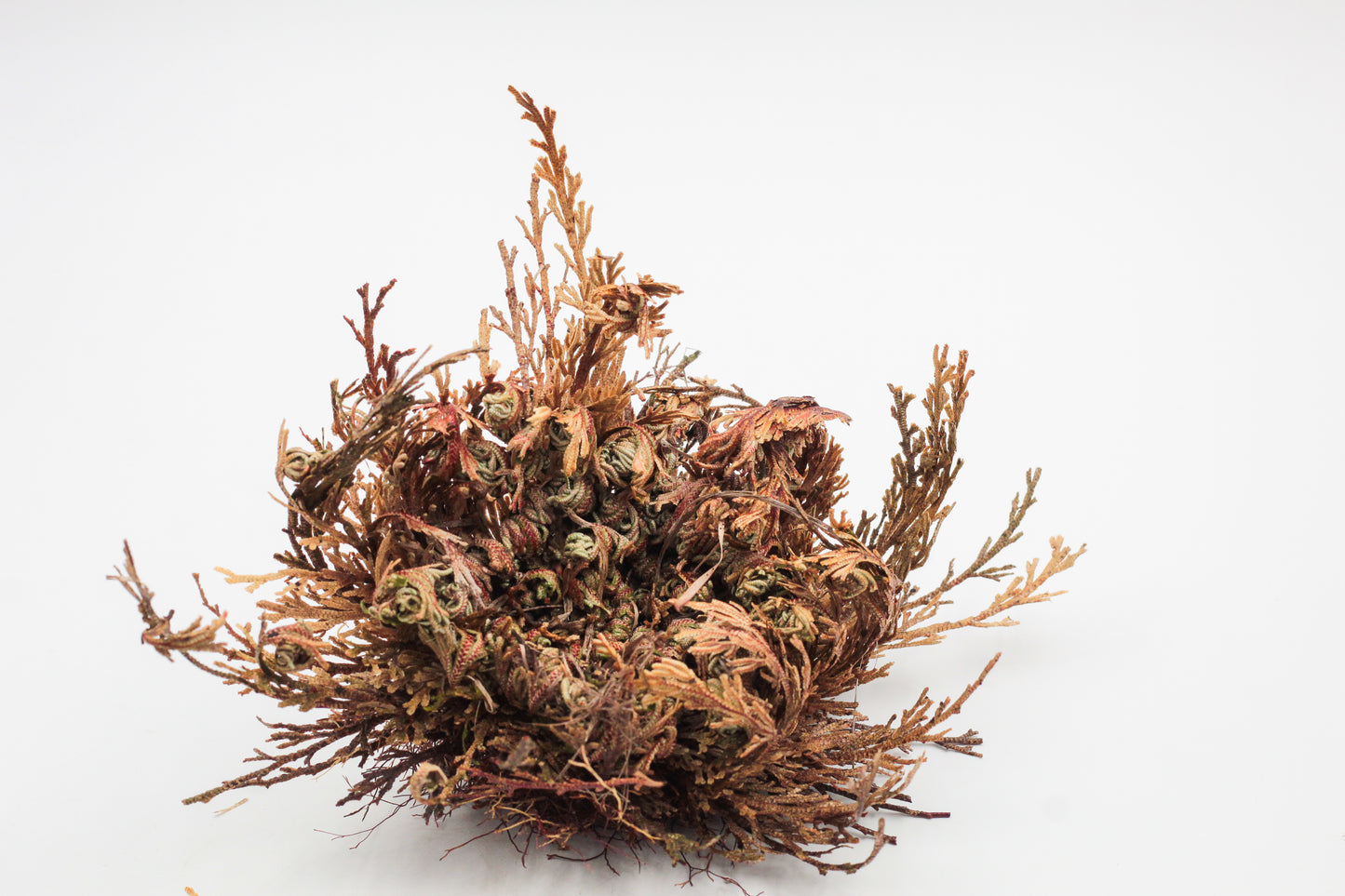 Selaginella lepidophylla "Roos van Jericho"