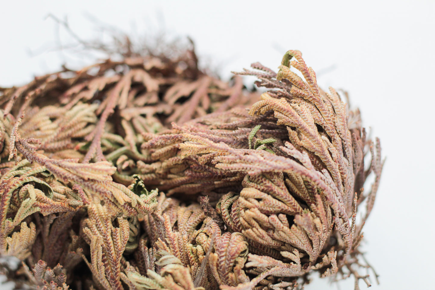 Selaginella lepidophylla "Roos van Jericho"