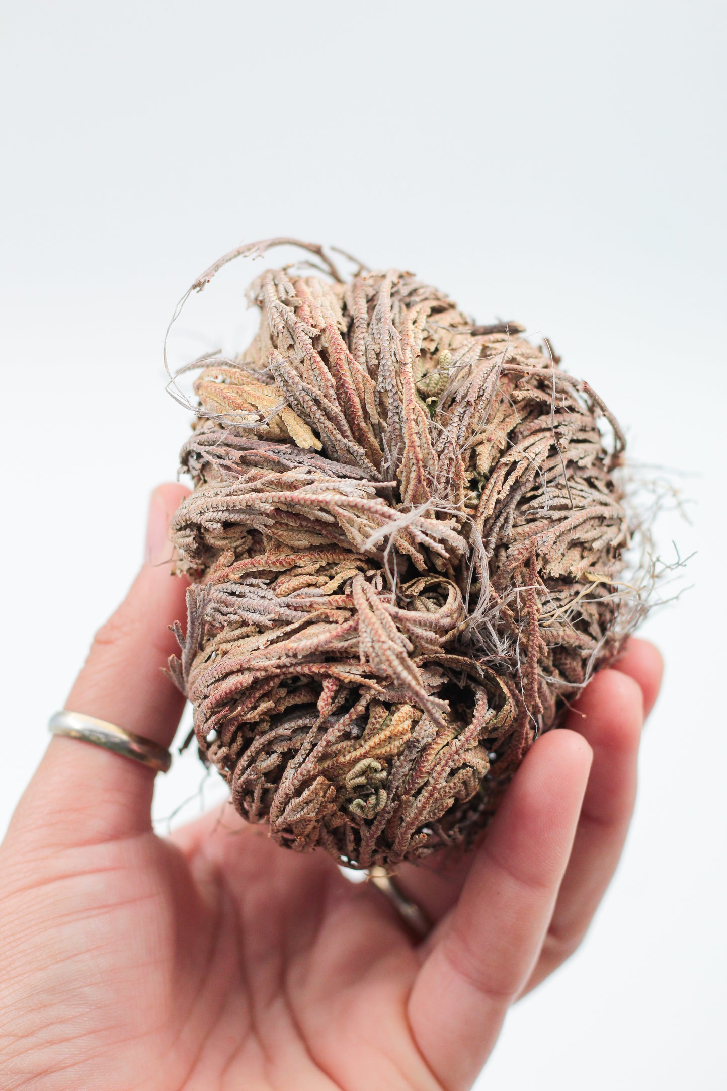 Selaginella lepidophylla "Roos van Jericho"