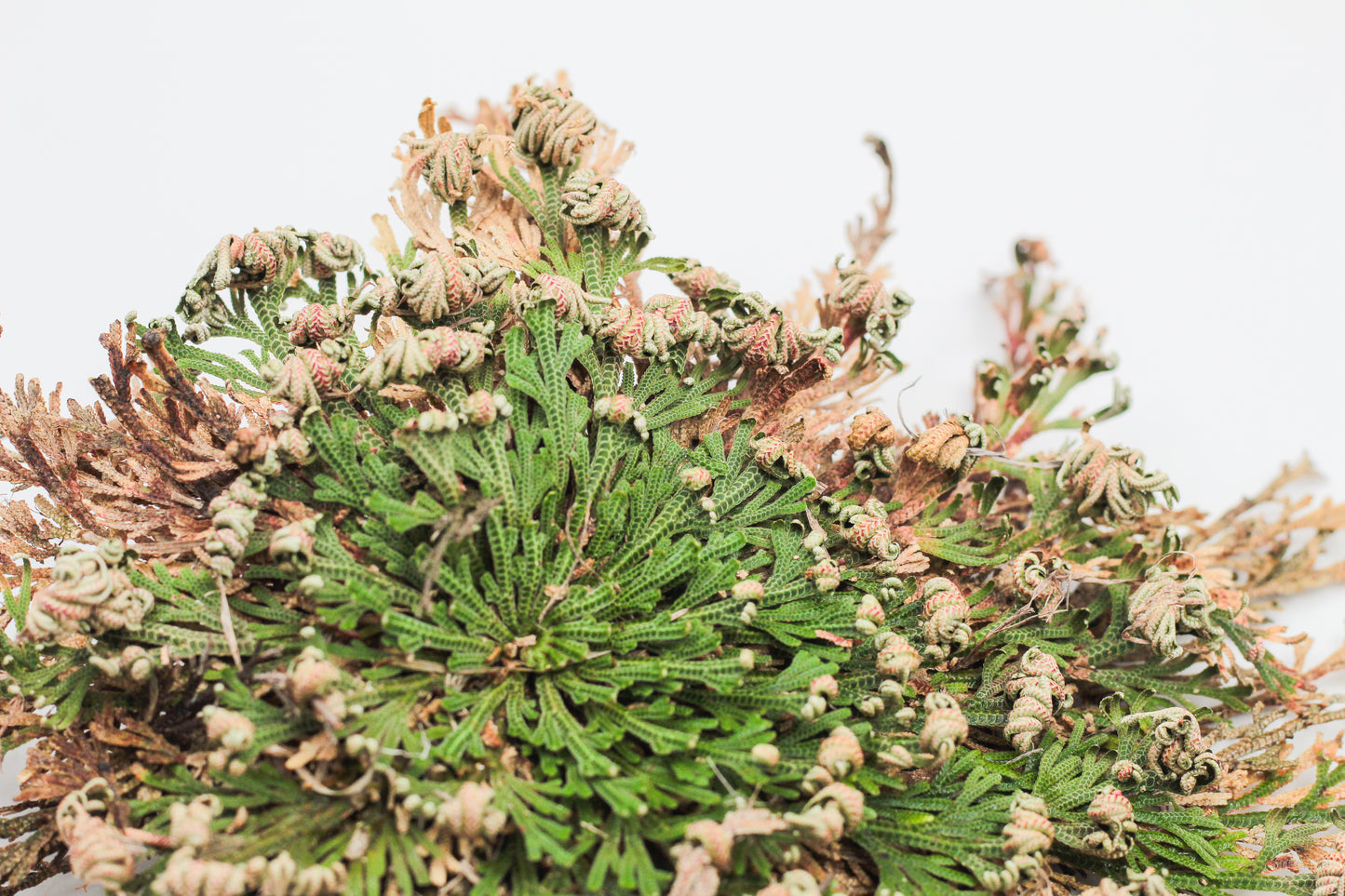 Selaginella lepidophylla "Roos van Jericho"