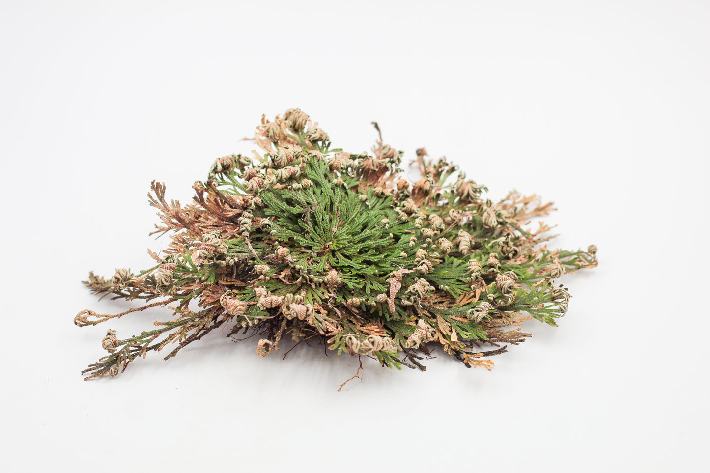 Selaginella lepidophylla "Roos van Jericho"