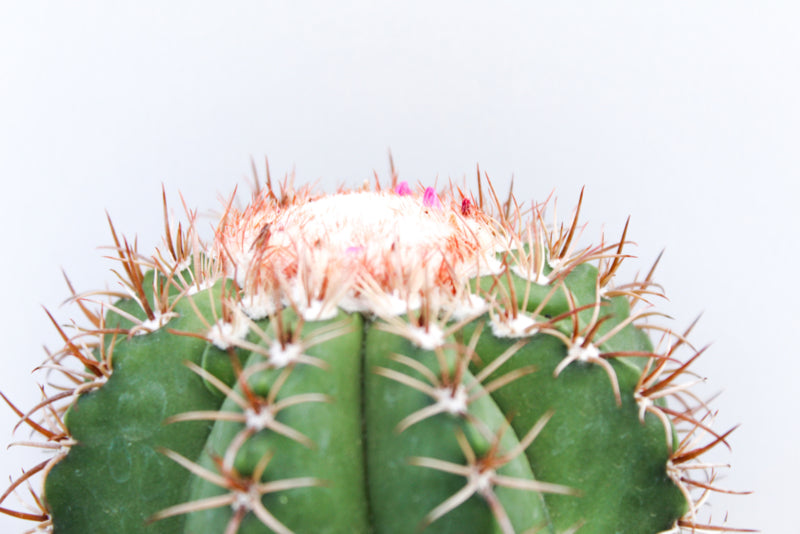 Melocactus Matanzanus