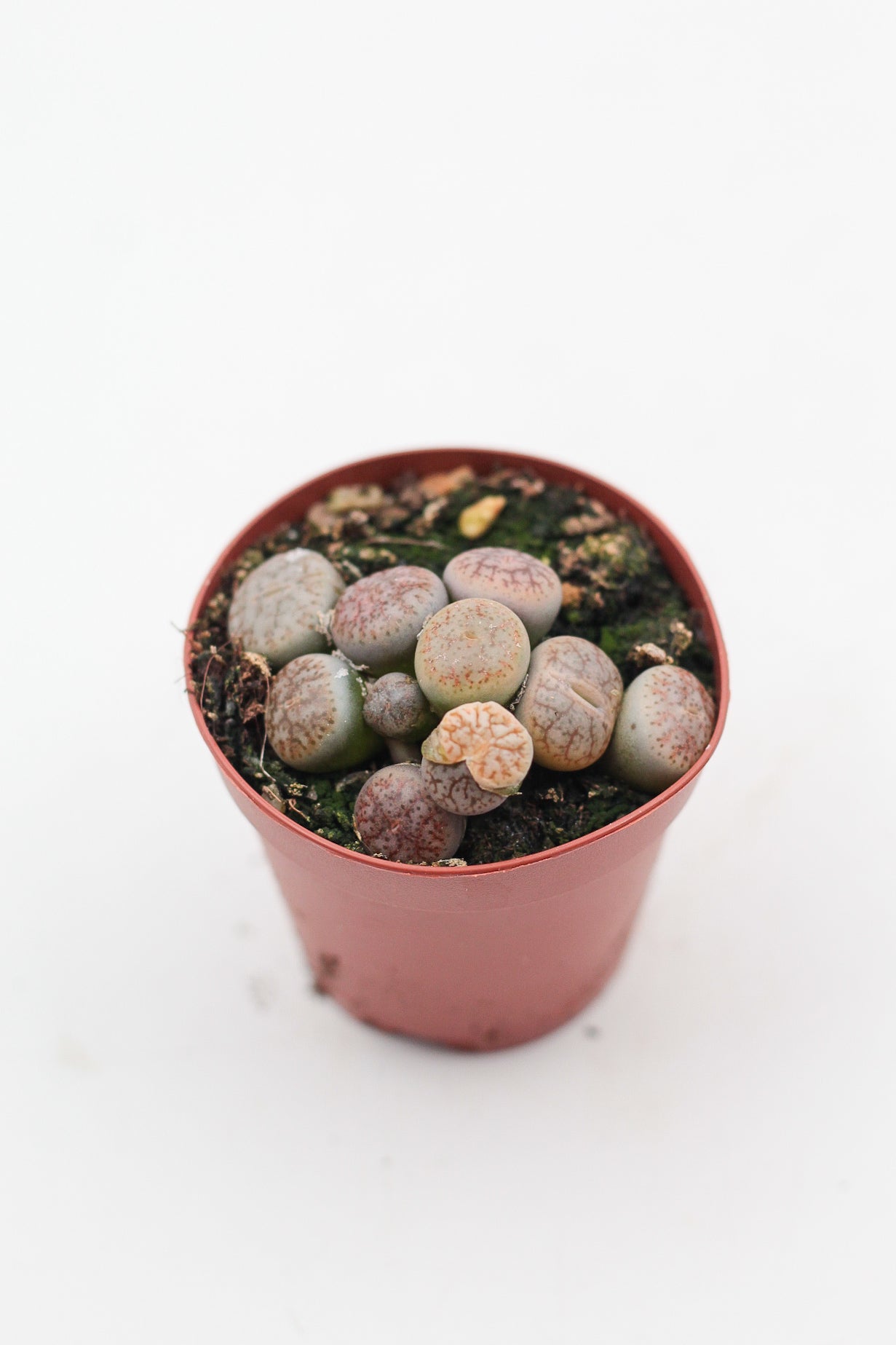 Lithops pseudotruncatella