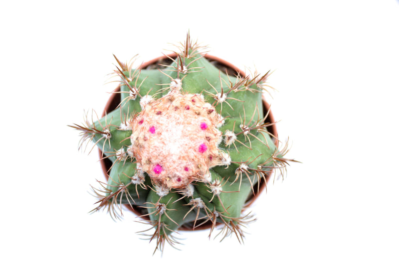 Melocactus Matanzanus