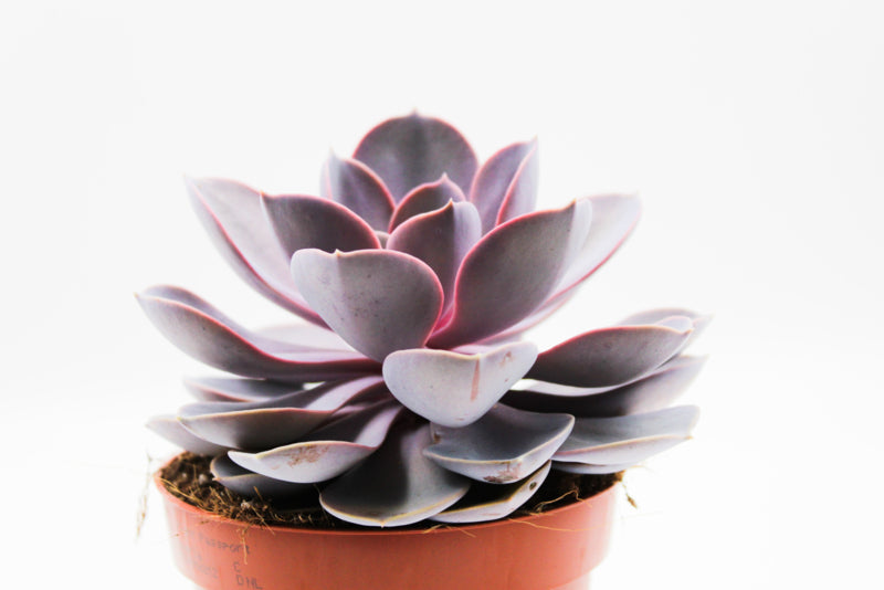 Echeveria Purple Pearl