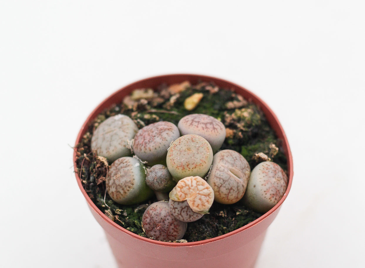 Lithops pseudotruncatella