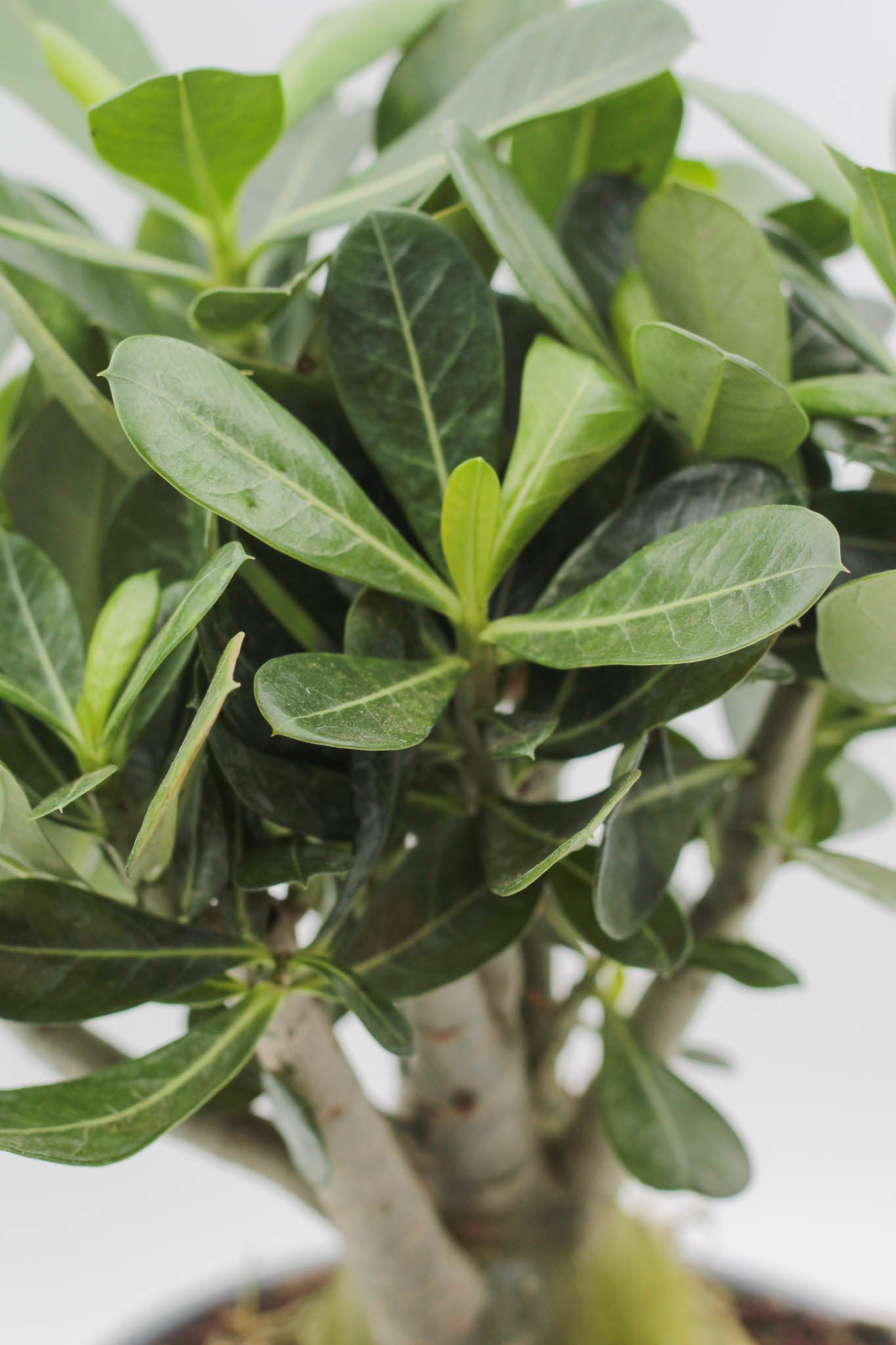 Adenium obesum caudex groot