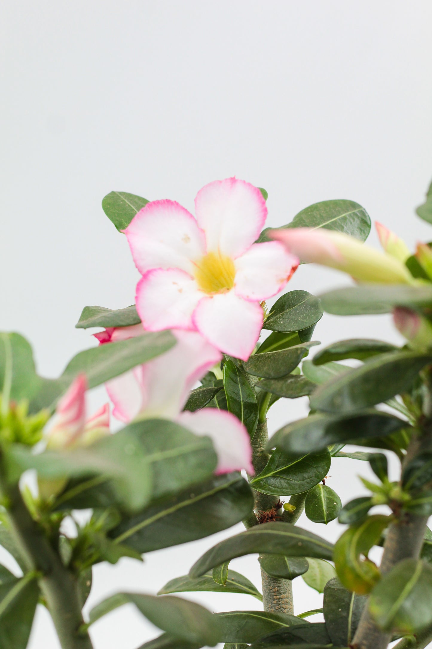 Adenium Obesum "Pinkstar"