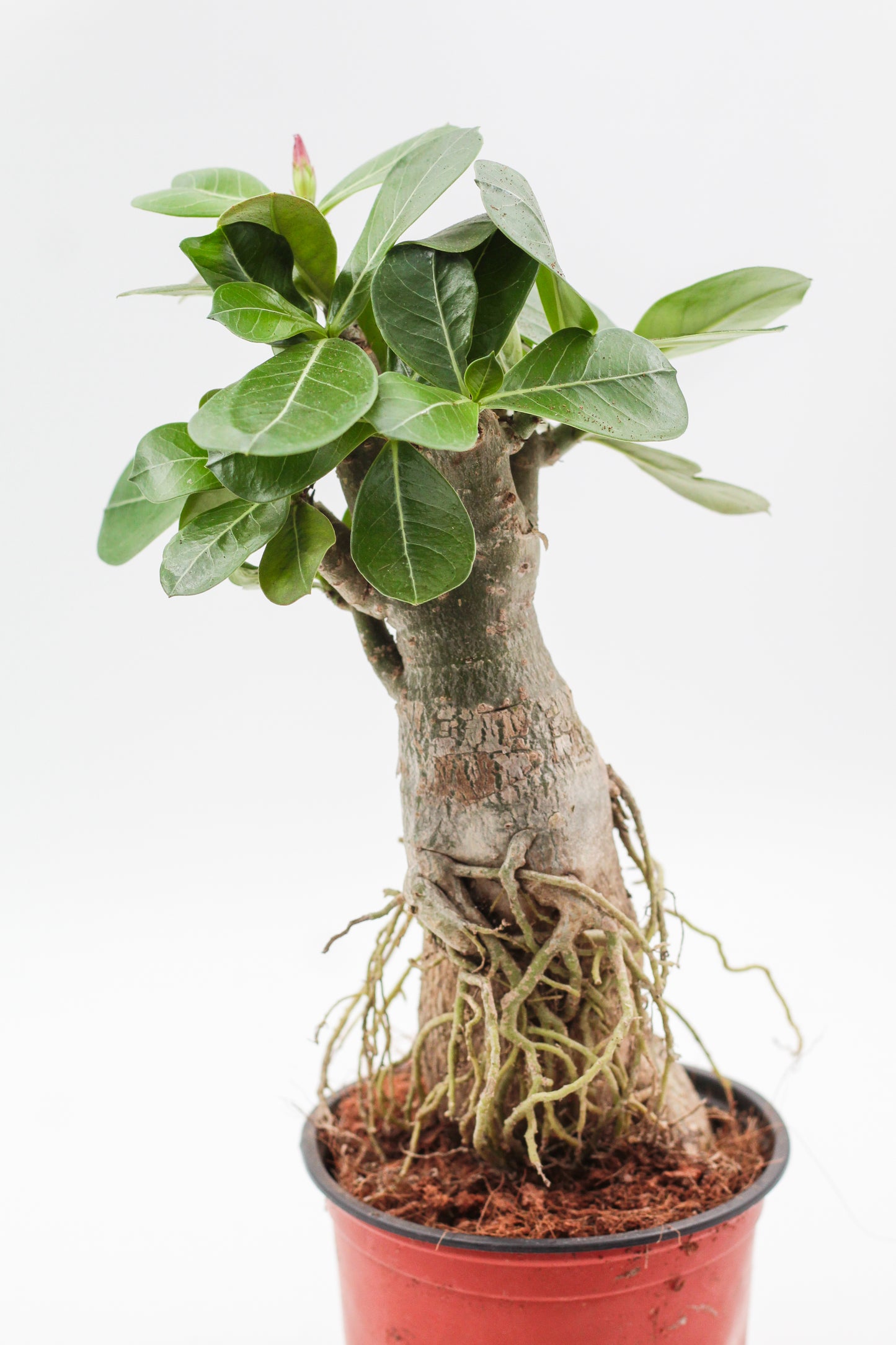 Adenium Obesum (selected plants)