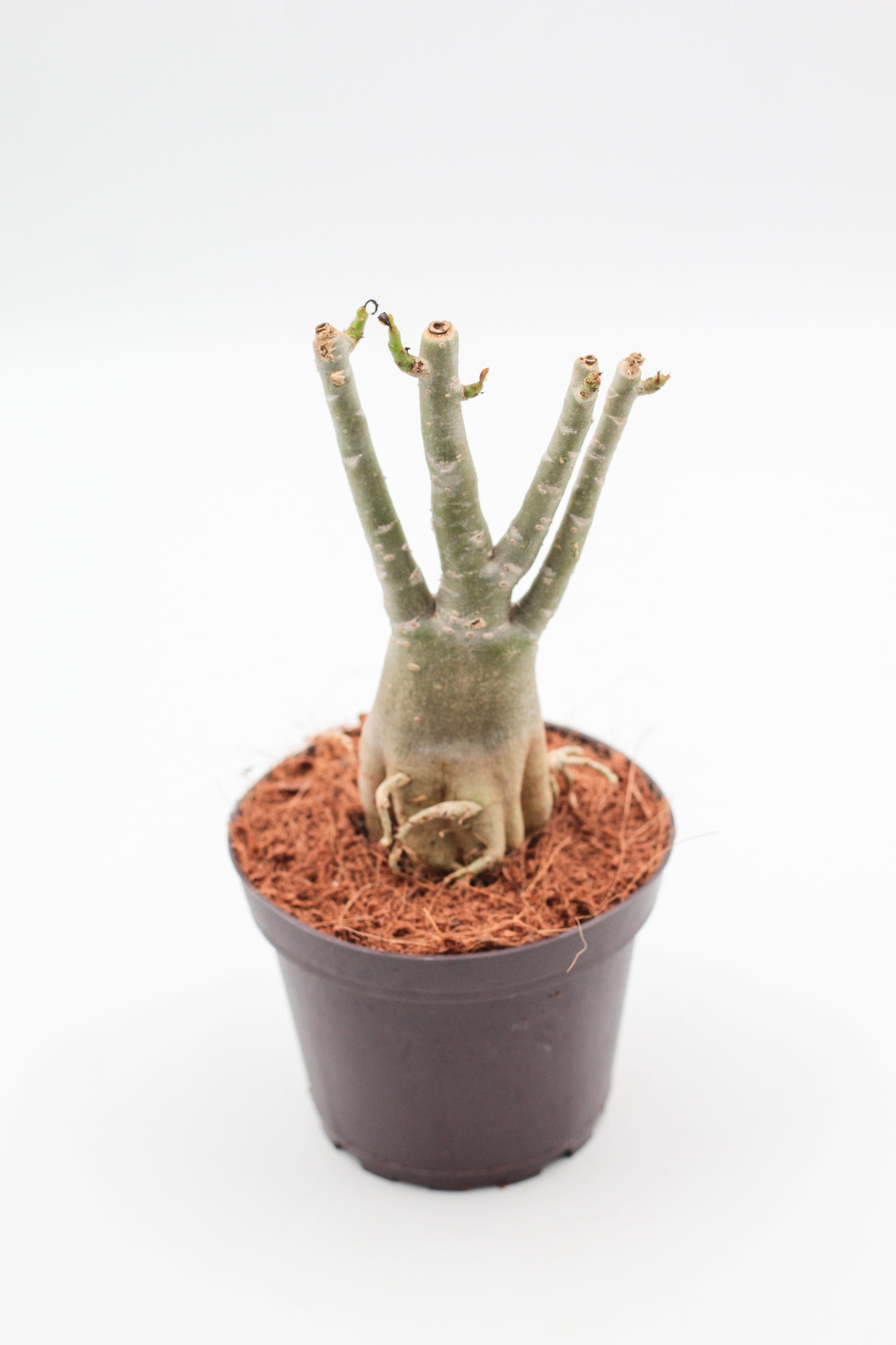 Adenium Obesum Caudex