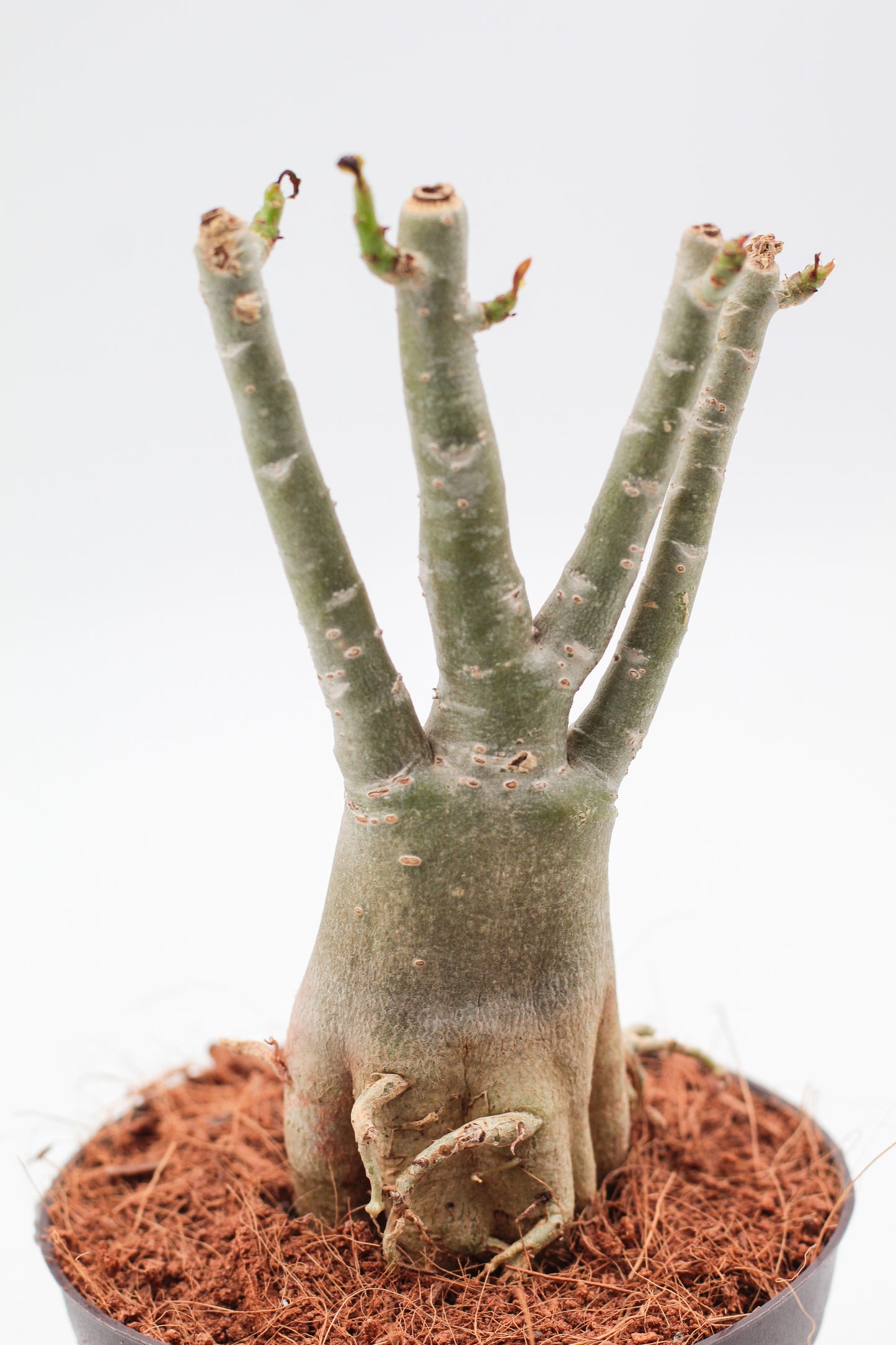 Adenium Obesum Caudex