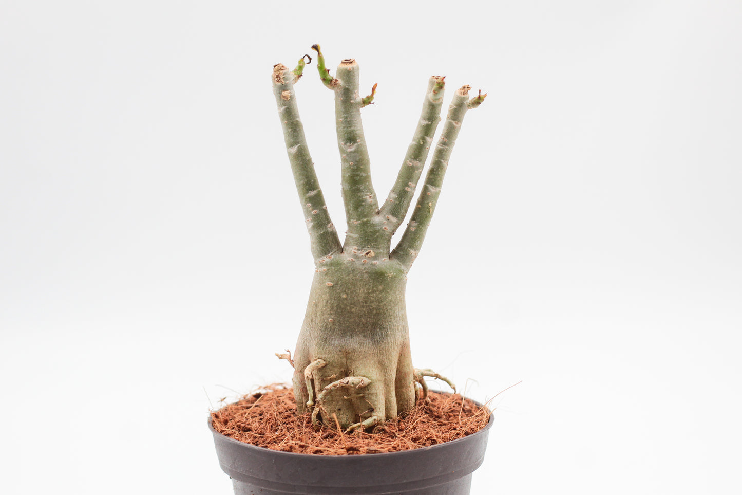 Adenium Obesum Caudex