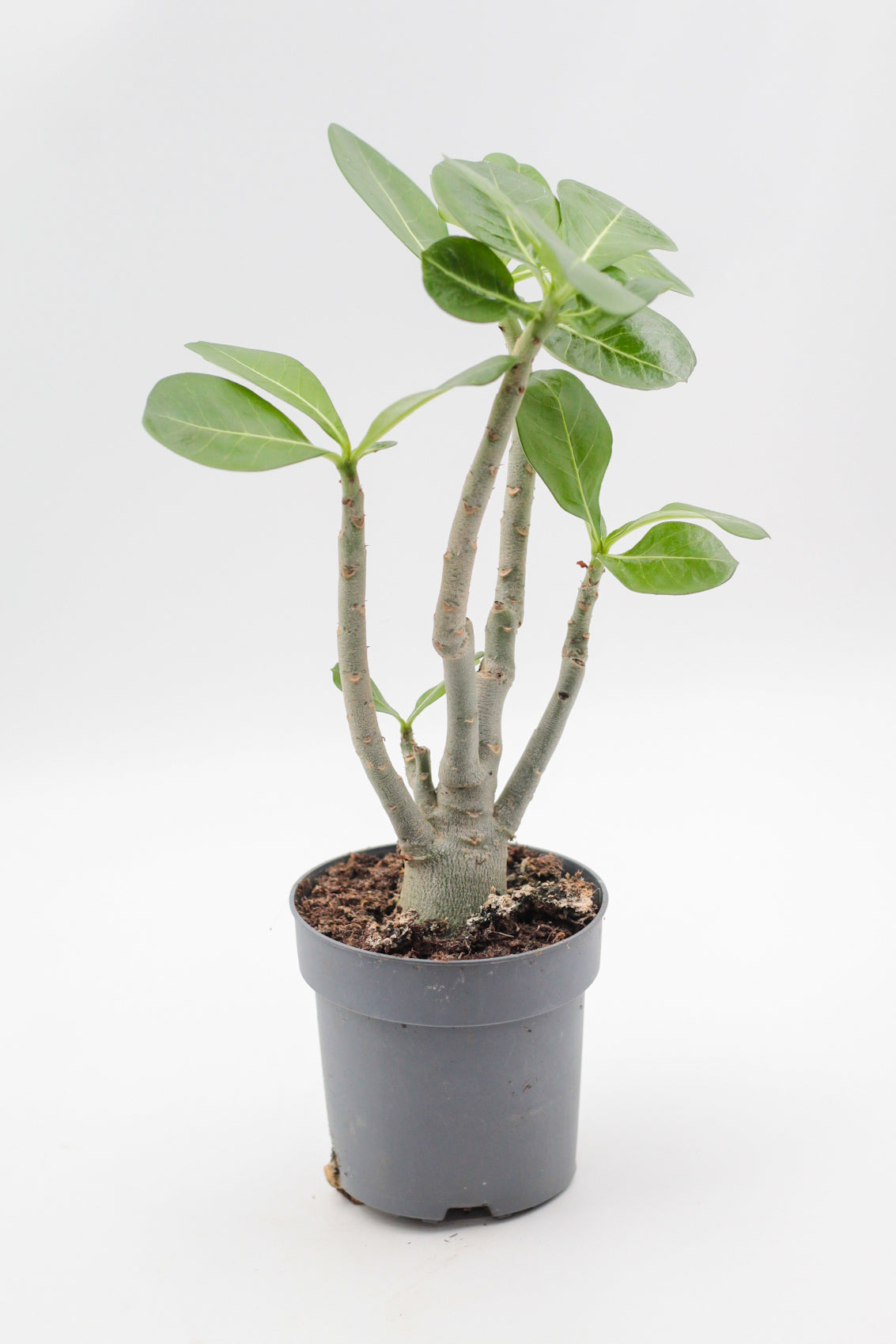 Adenium Obesum Caudex