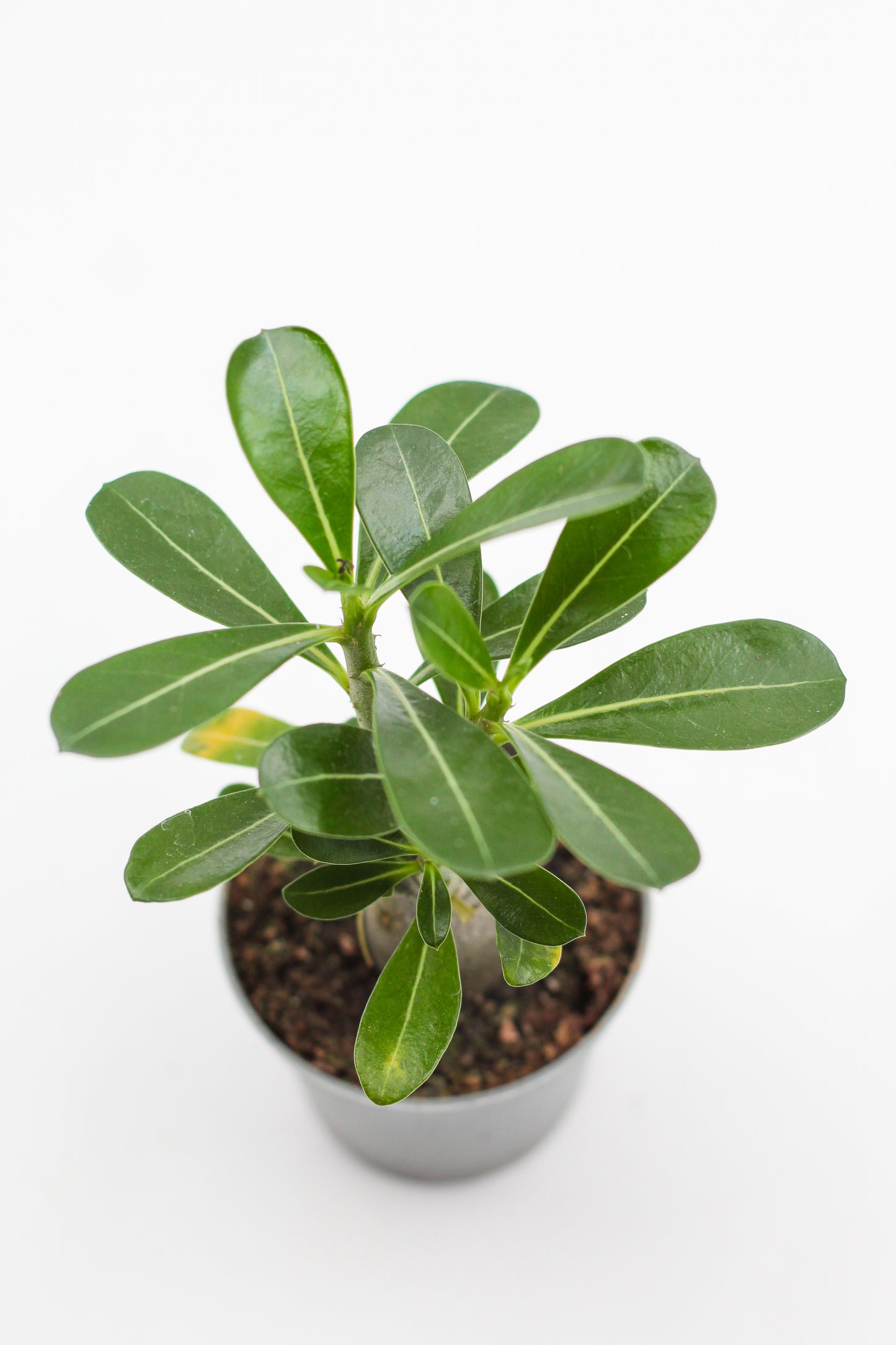 Adenium Obesum small