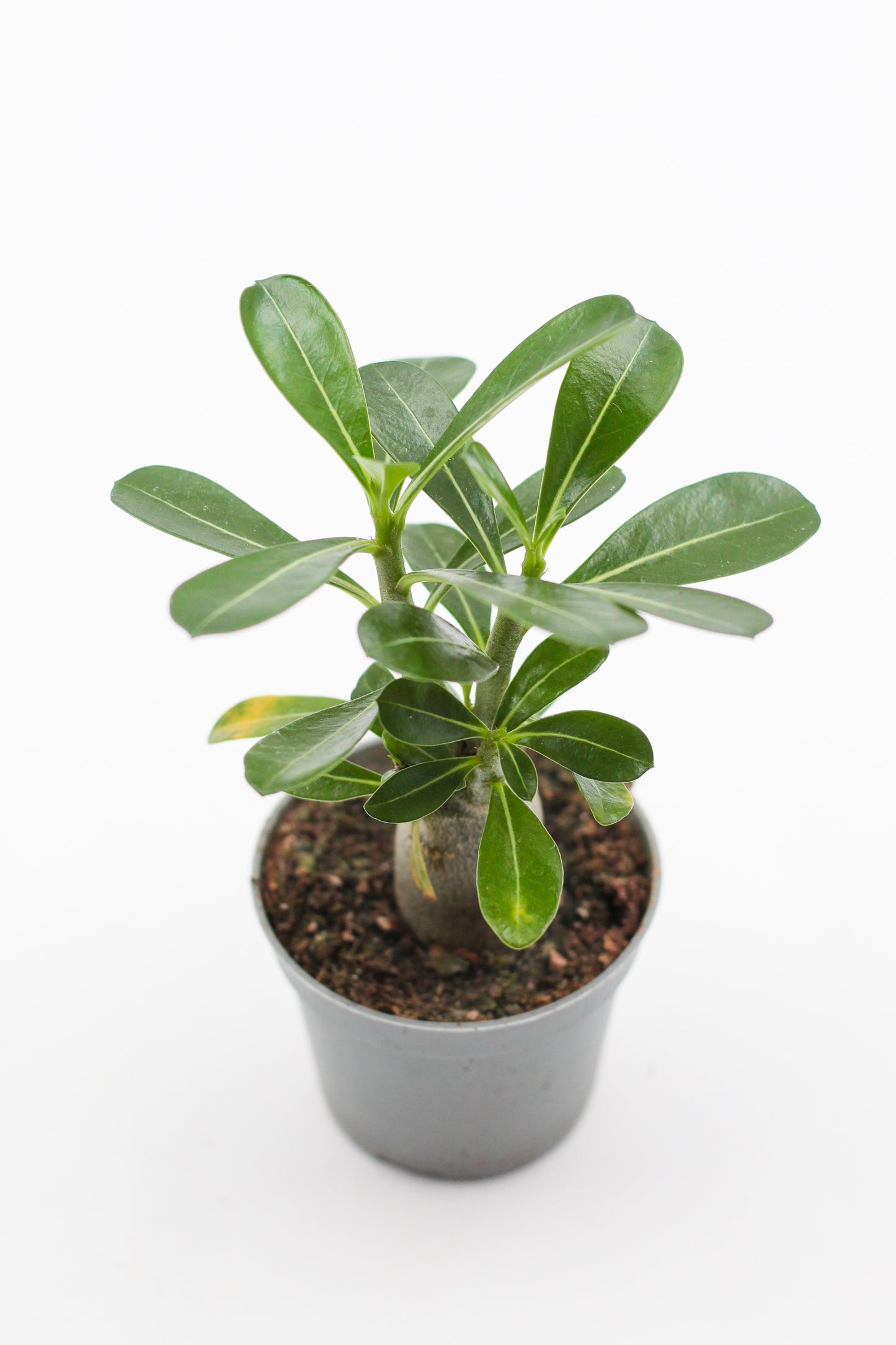 Adenium Obesum small