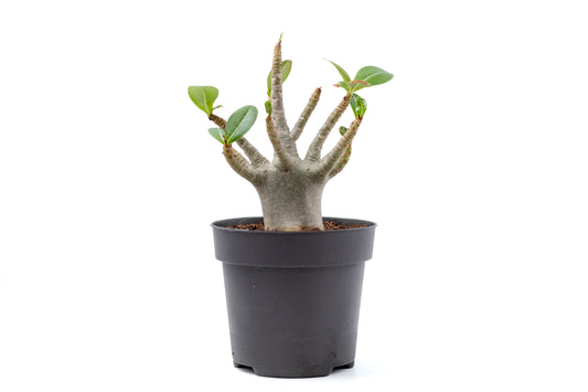 Adenium arabicum