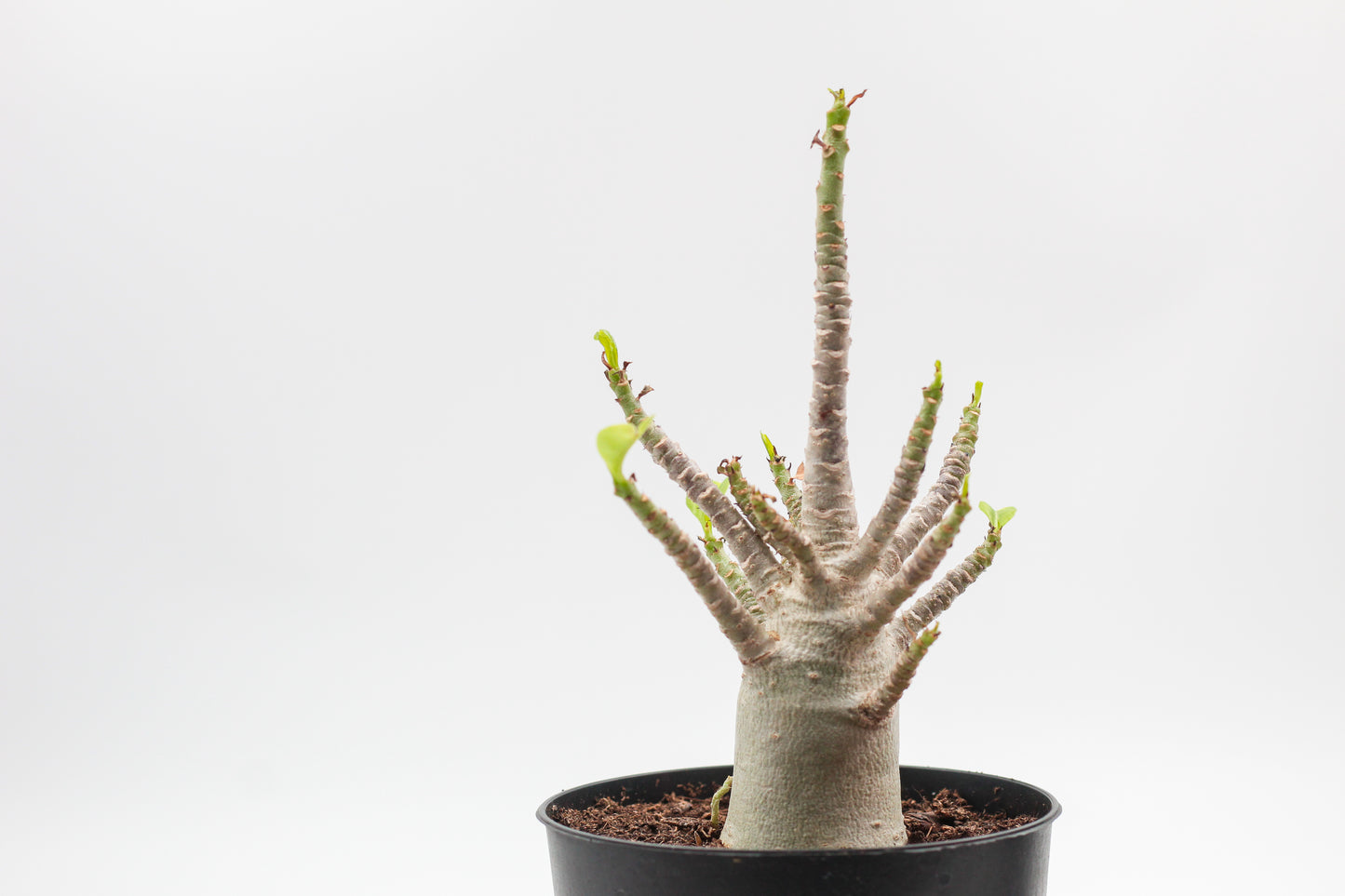 Adenium arabicum