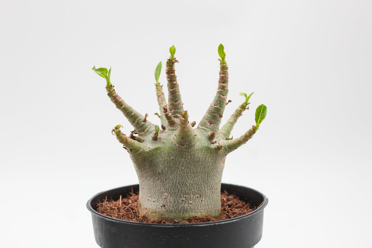 Adenium arabicum