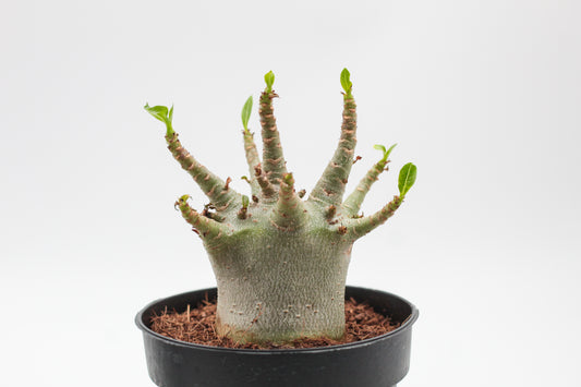 Adenium arabicum