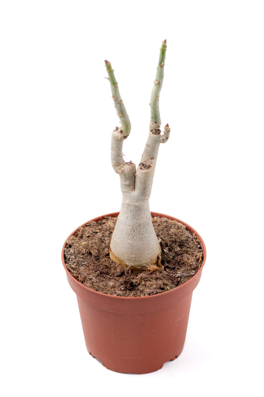 Adenium obesum subs. boehmianum