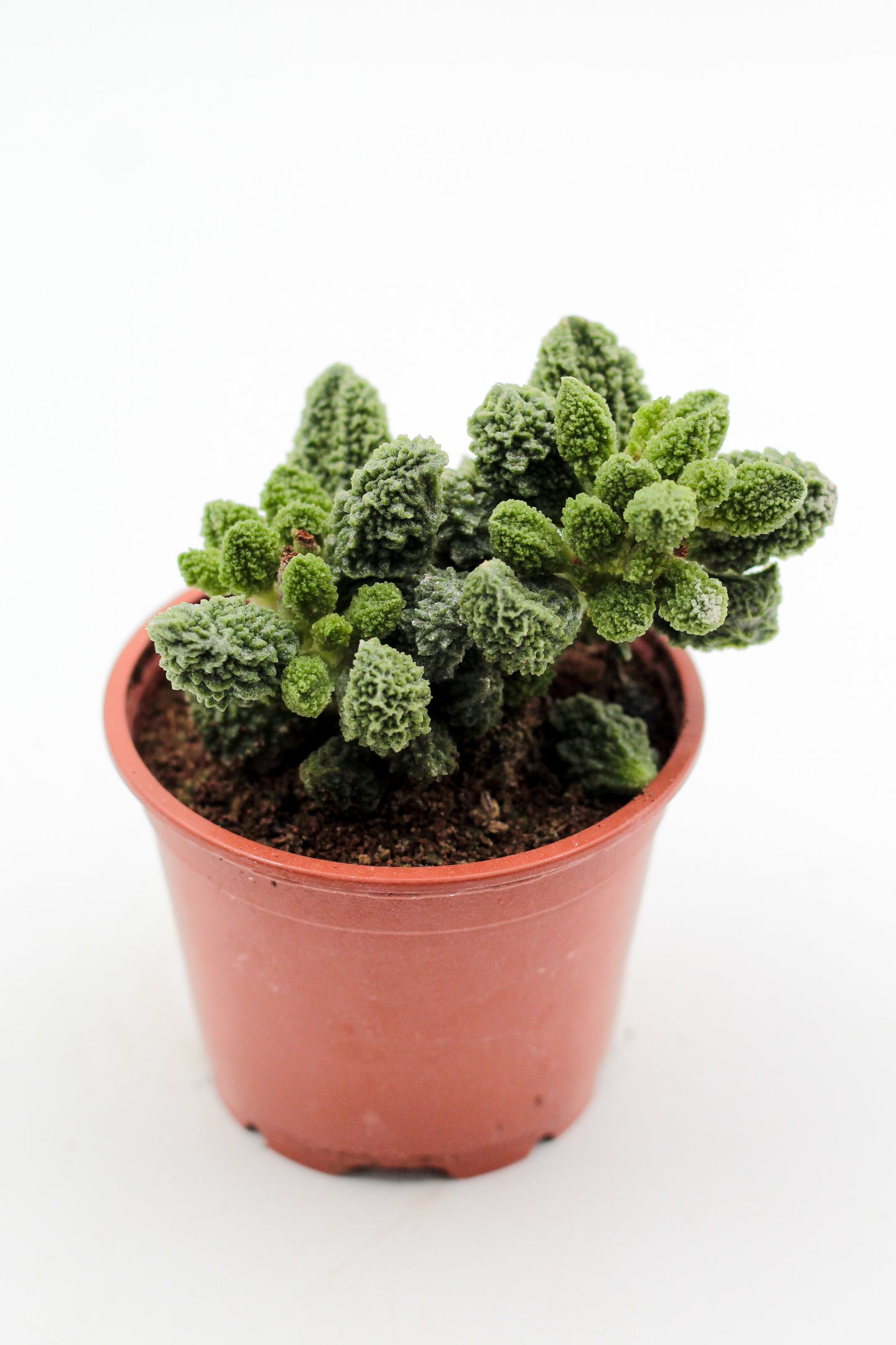 Adromischus Marianiae Herrei Lime drops