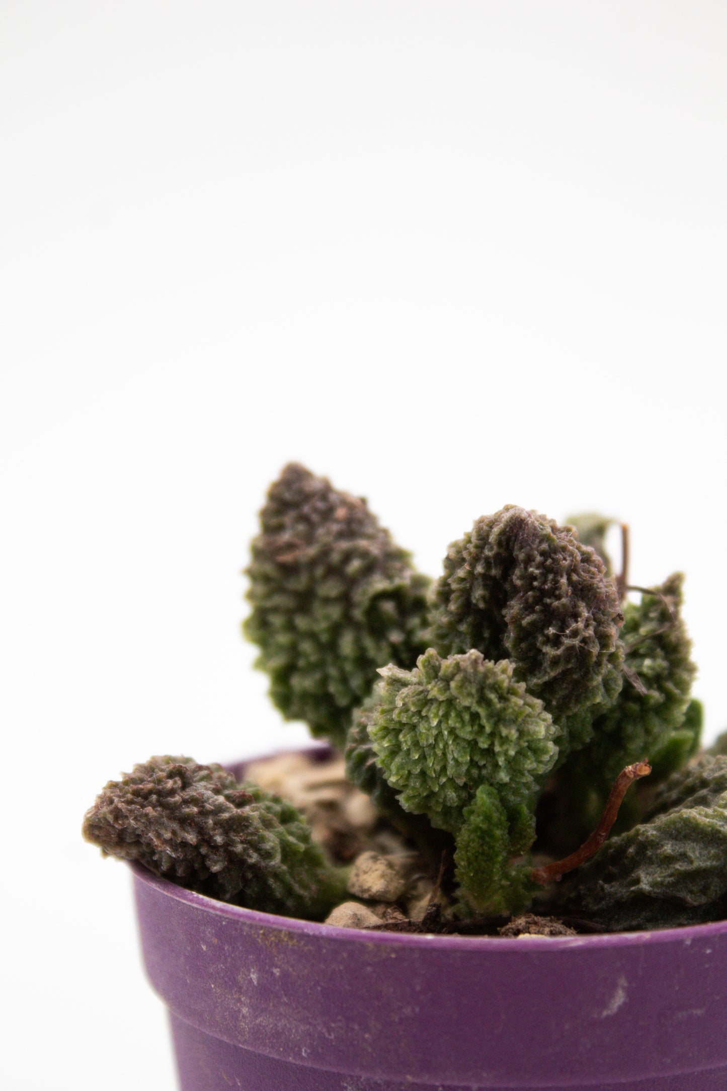 Adromischus Marianiae Herrei red coral