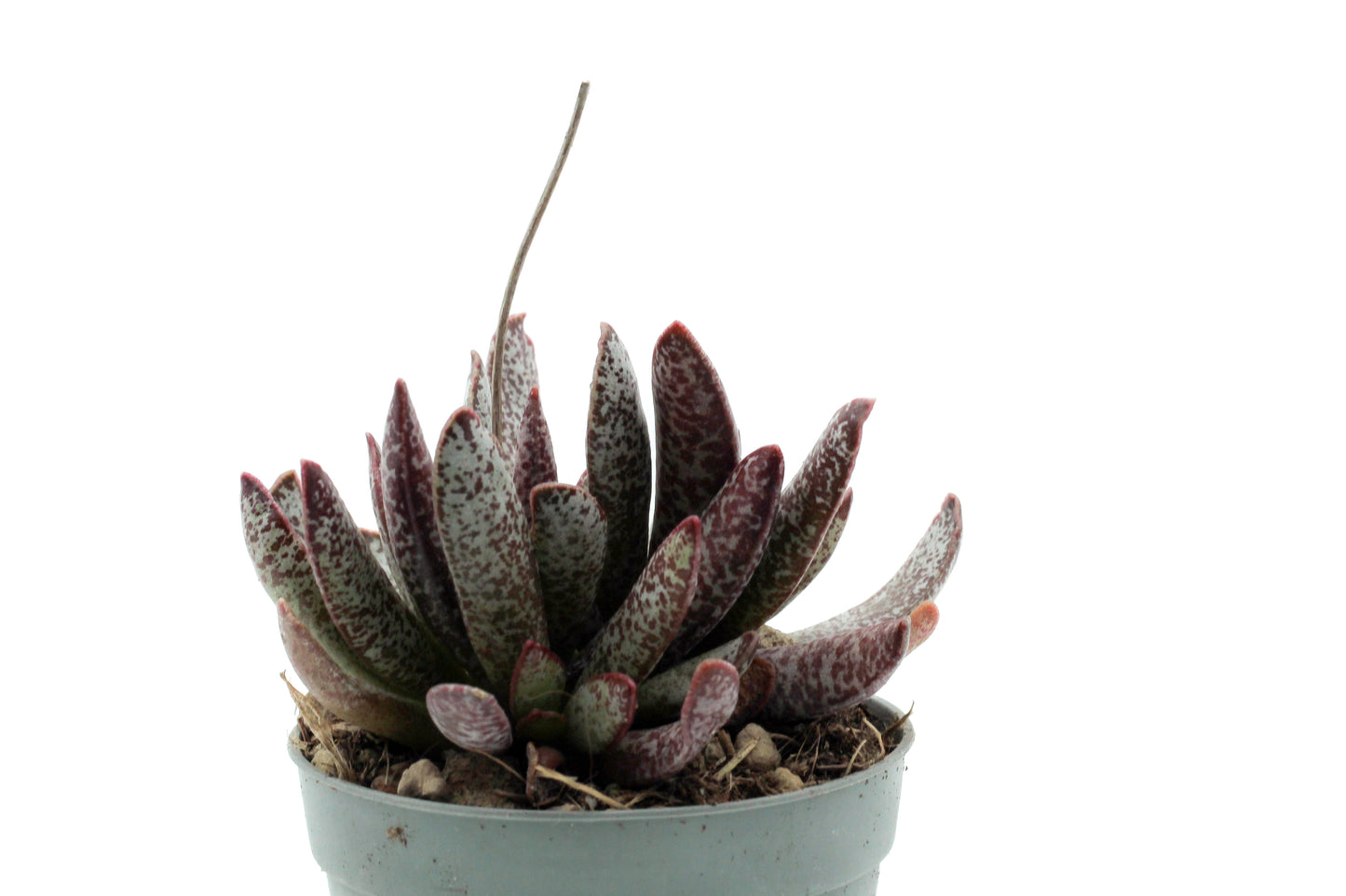 Adromischus maculatus Calico Hearts