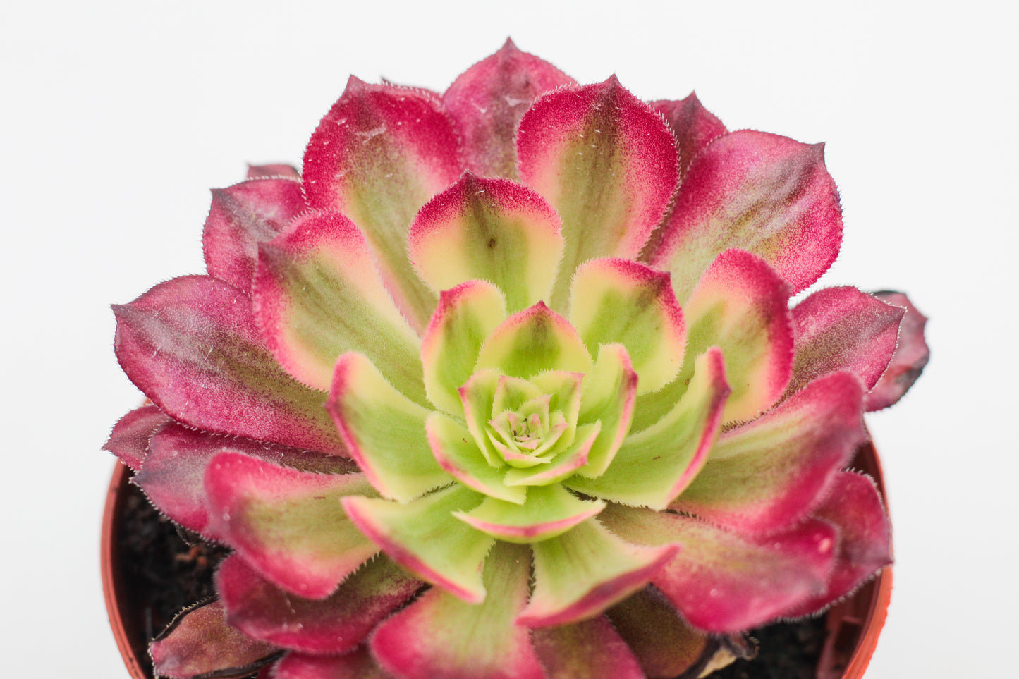 Aeonium Anna