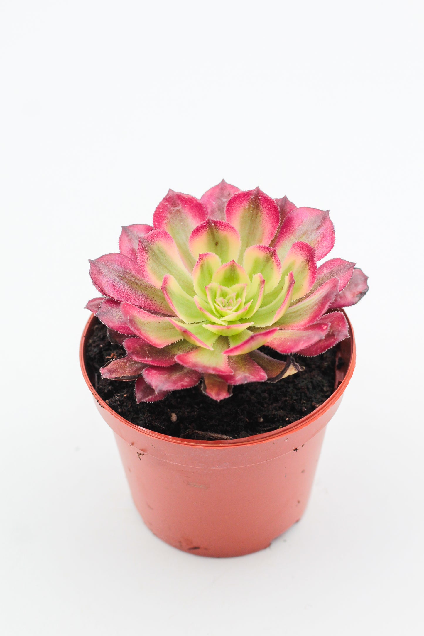 Aeonium Anna