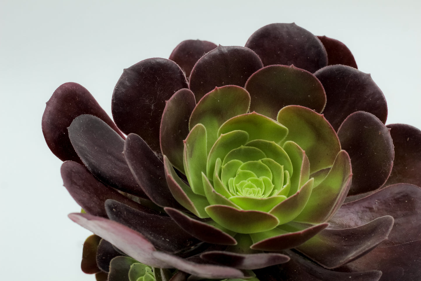 Aeonium Arboreum Velour