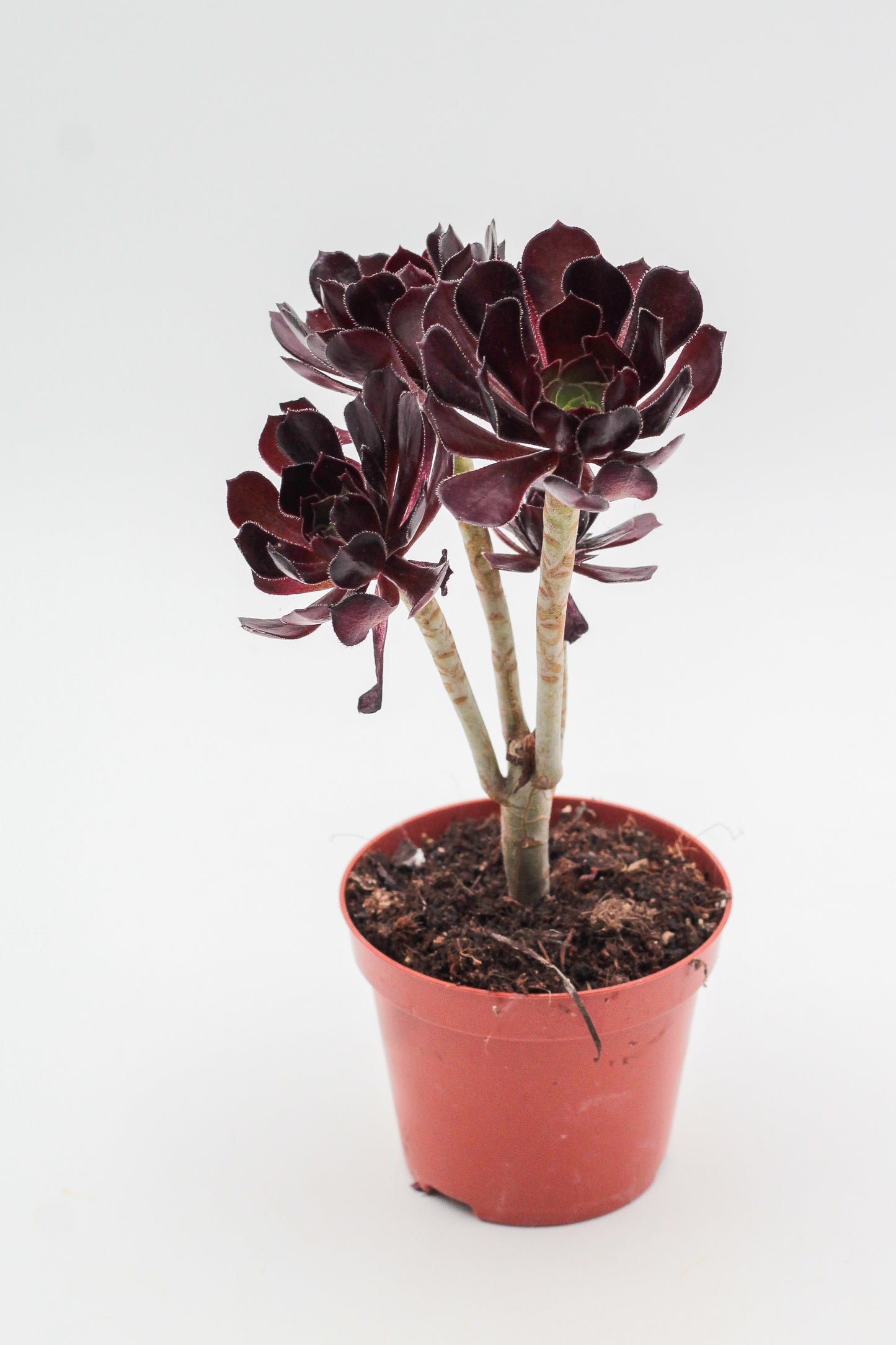 Aeonium Arboreum Velour Bonsai!