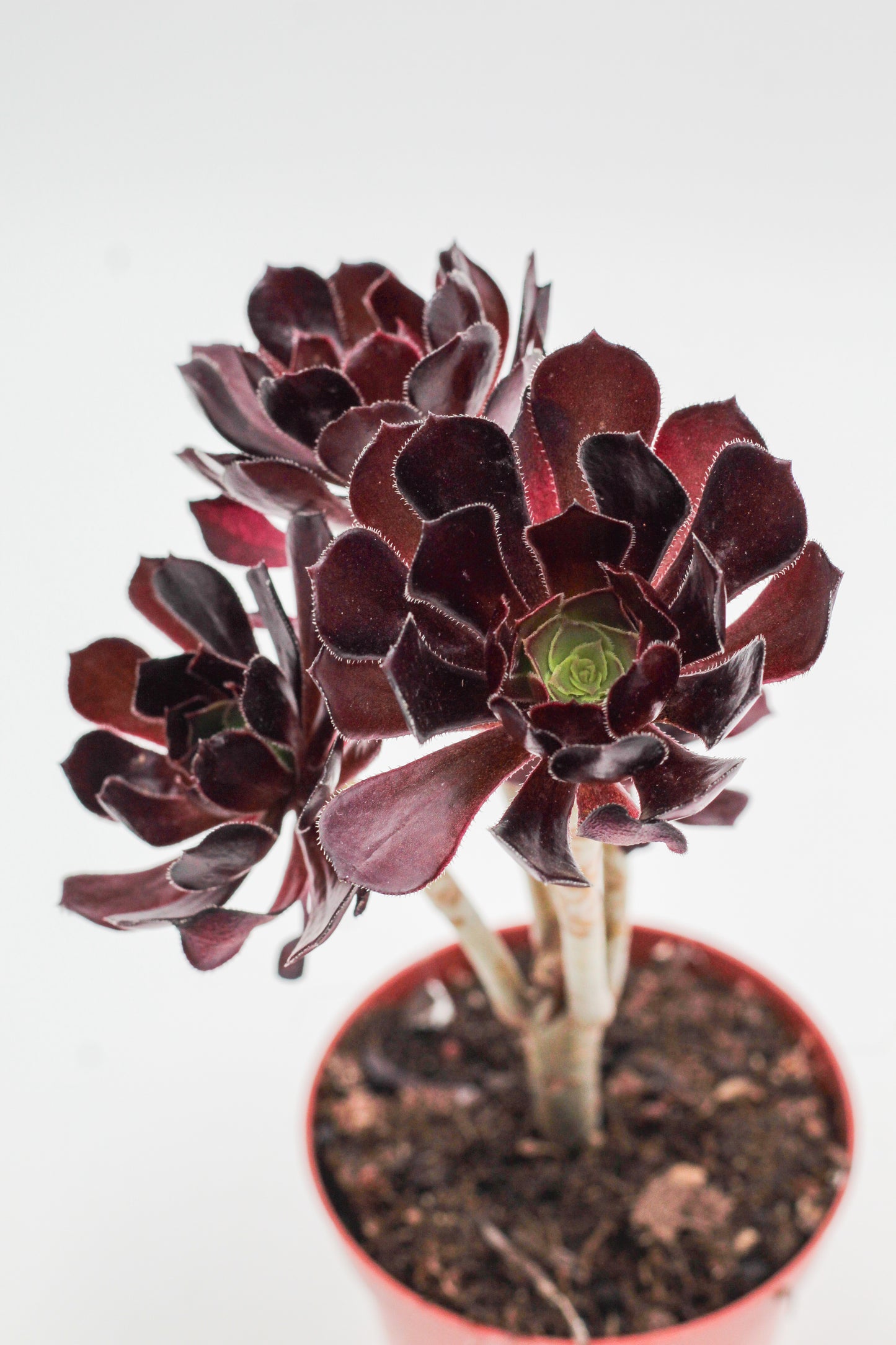 Aeonium Arboreum Velour Bonsai!