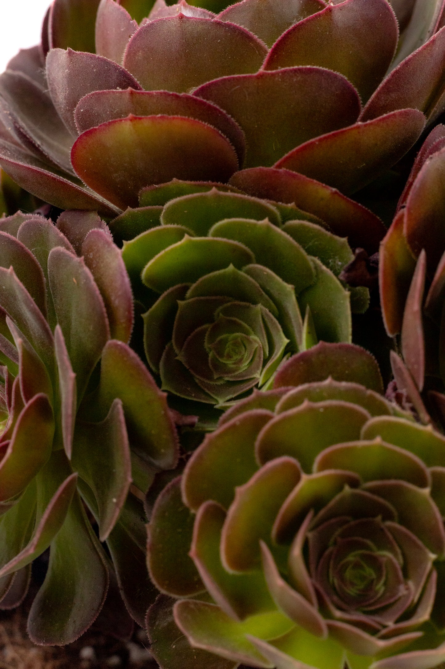 Aeonium Blushing Beauty groot