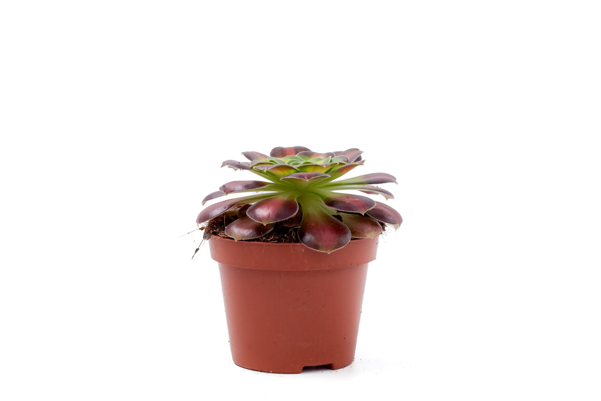Aeonium Kilimanjaro