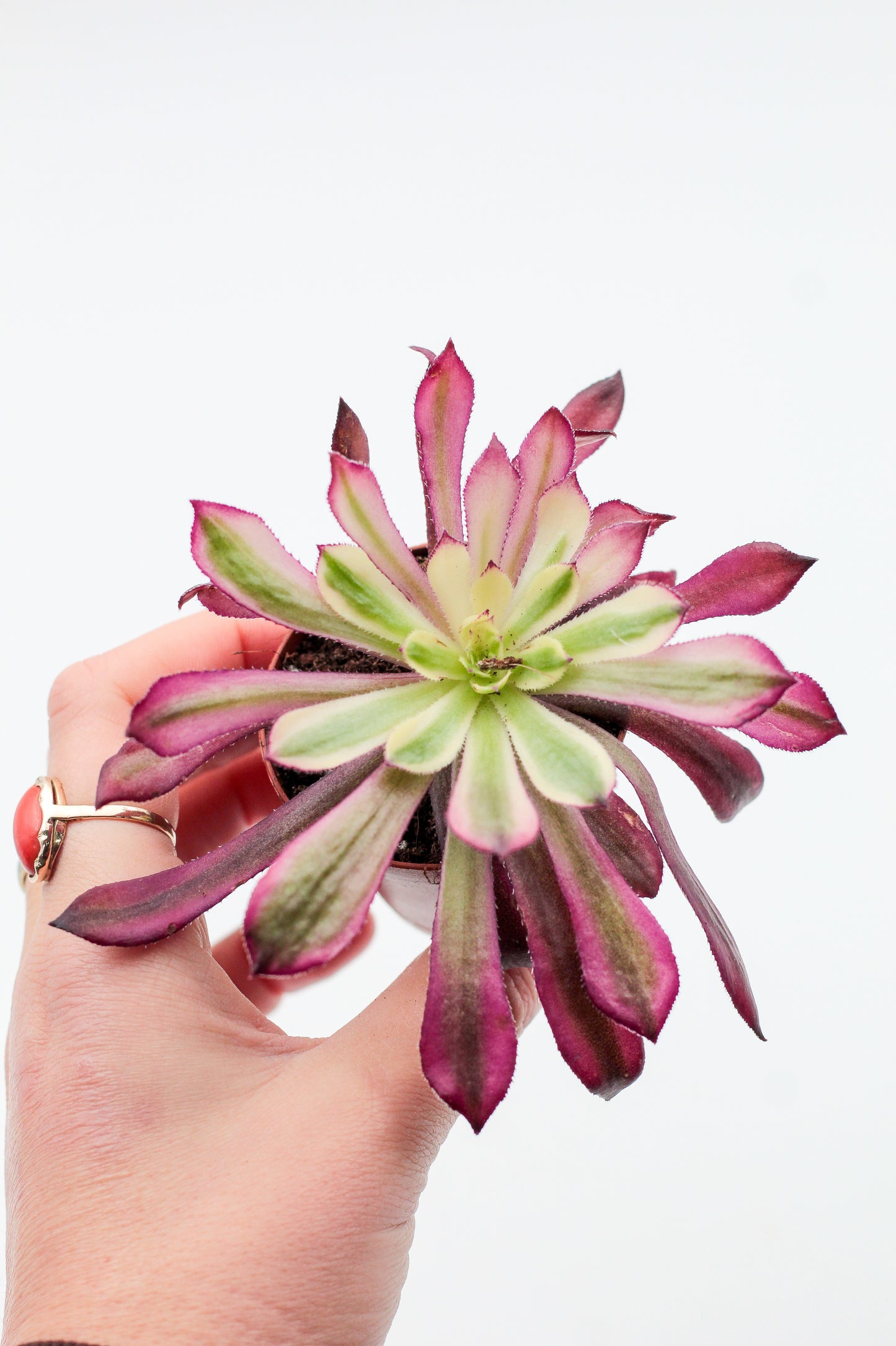 Vetplant kopen? Mooi op kleur en veel keuze Aeonium planten