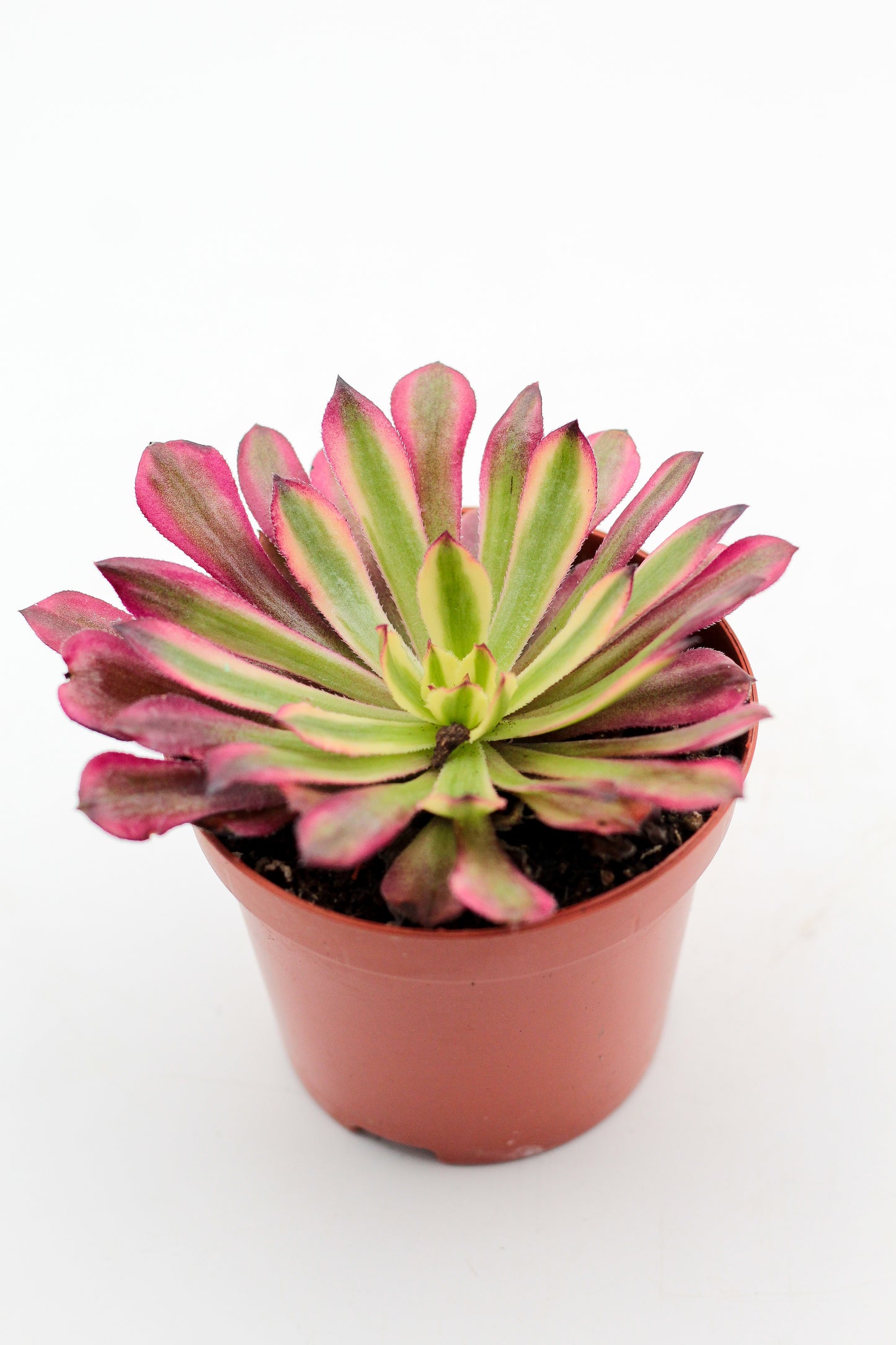 Aeonium Mardi Gras
