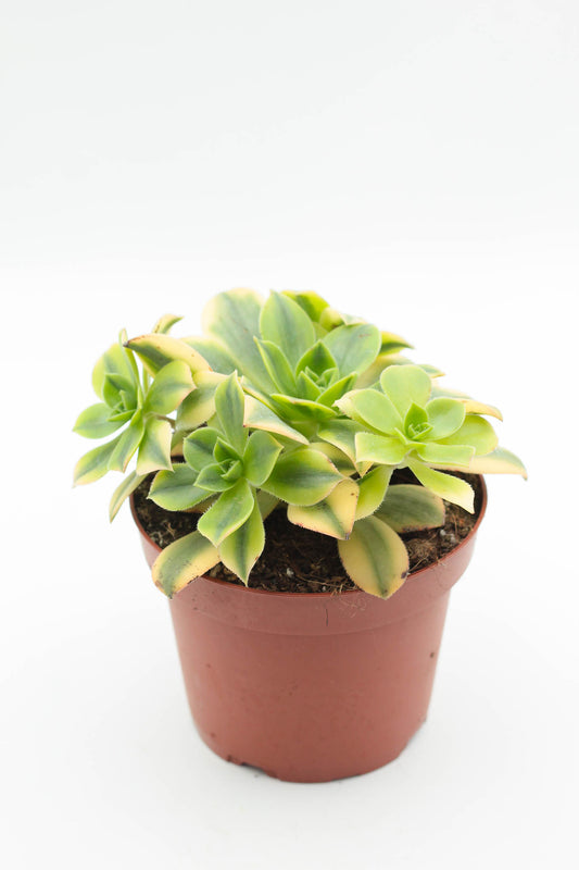 Aeonium florence