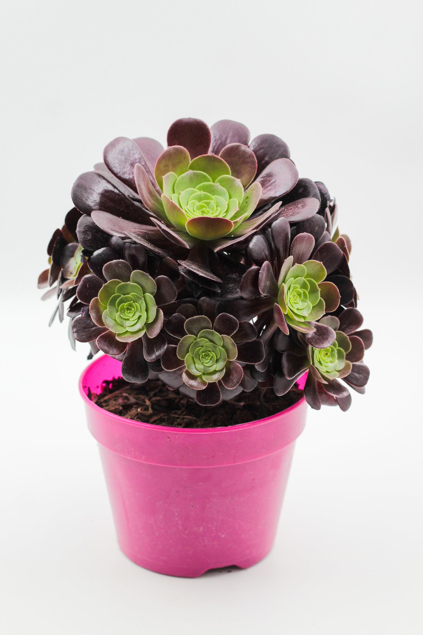Aeonium Arboreum Velour
