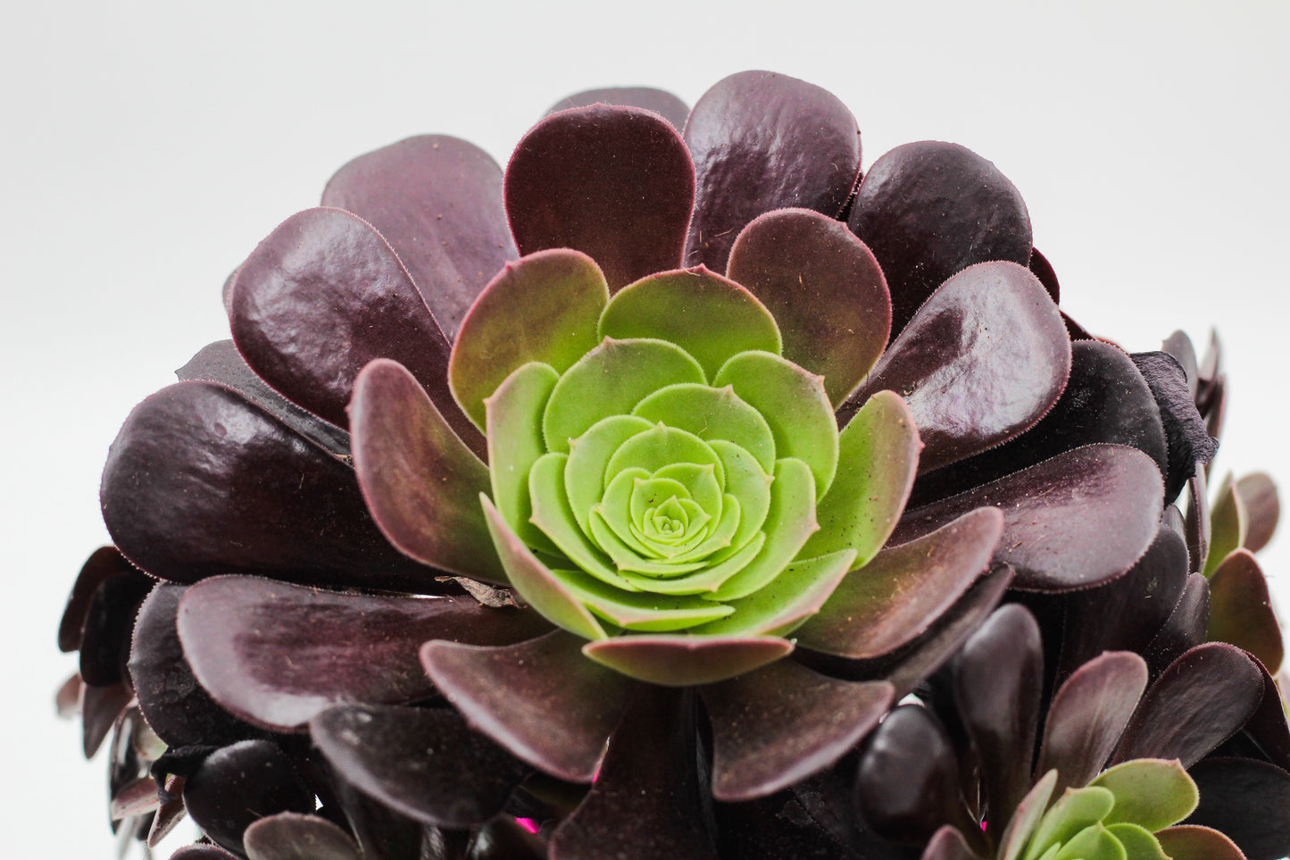 Aeonium Arboreum Velour