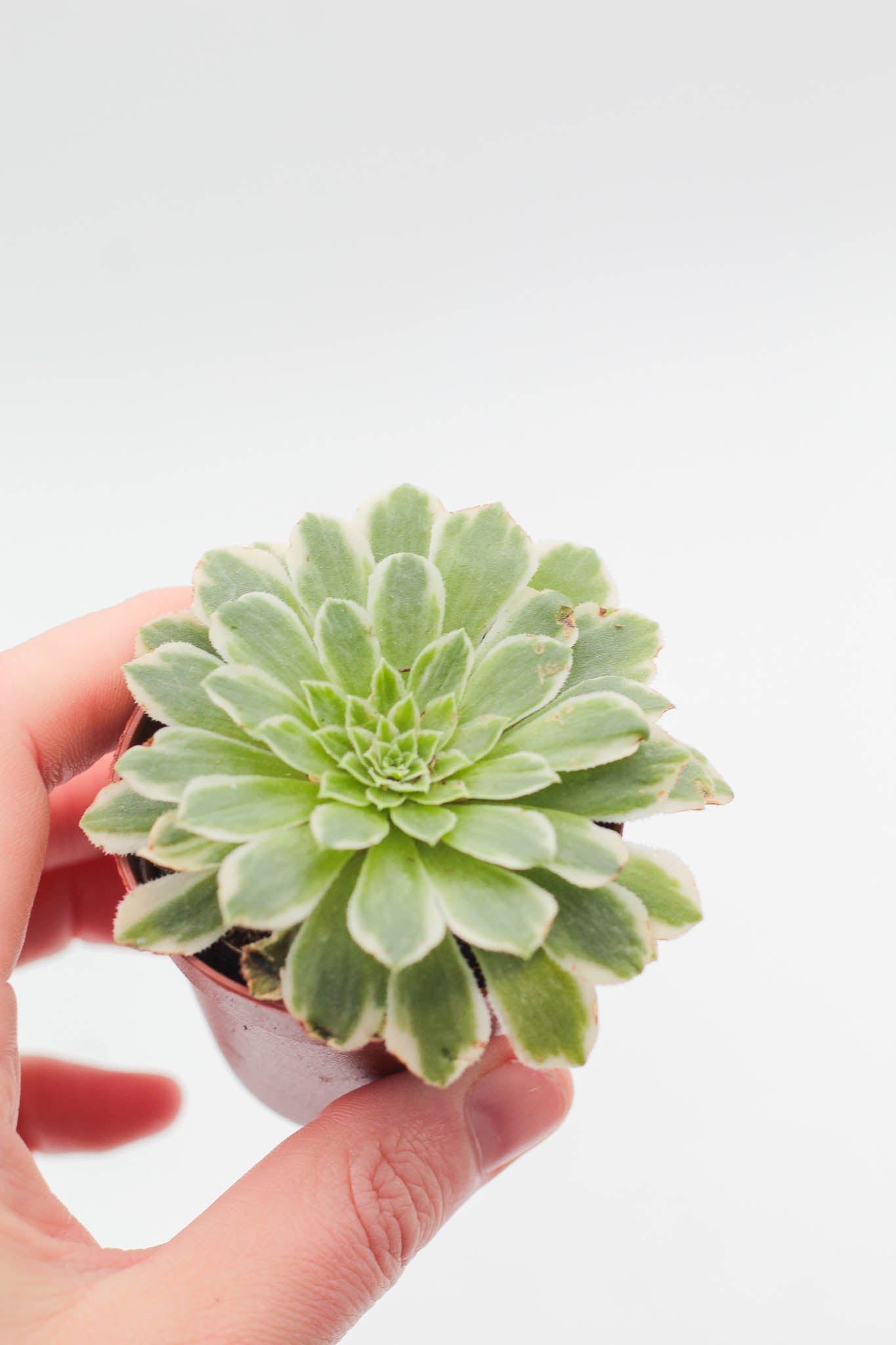 Aeonium 'Emerald Ice' f. variegated