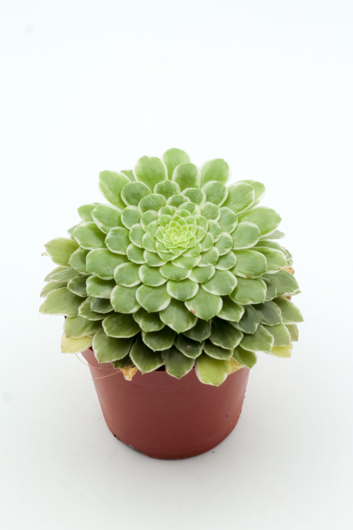 Aeonium 'Emerald Ice' f. variegated