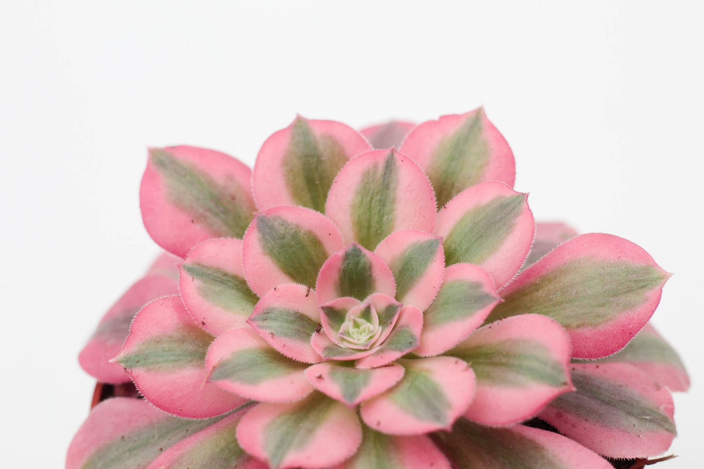 Vetplant kopen? mooi op kleur en groot assortiment voor binnen ne buiten. Aeonium pink witch