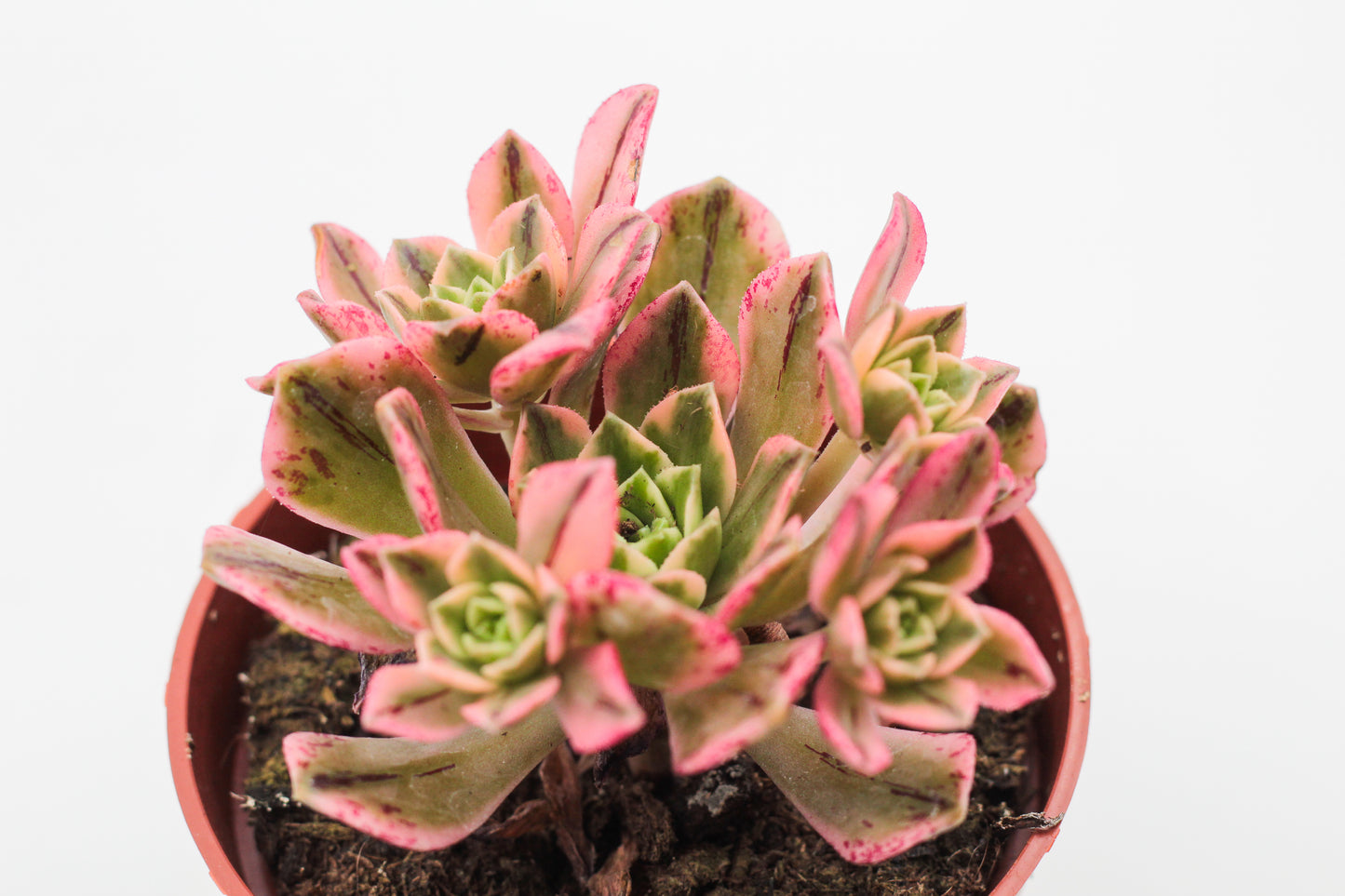 Aeonium Sweet Tea