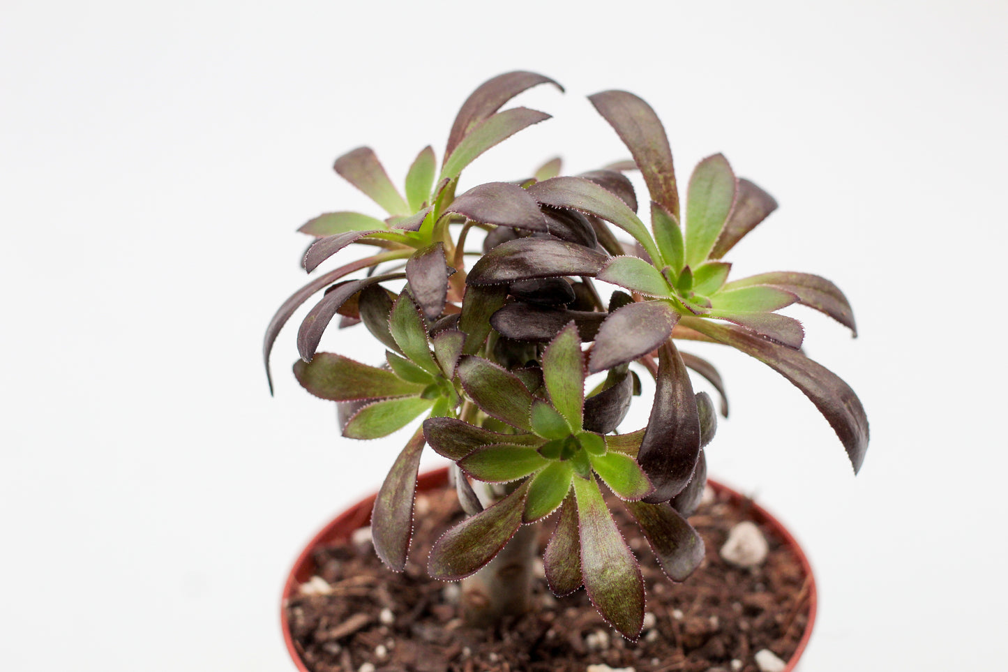 Aeonium arboreum zwartkop. Mooie gekleurde vetplant. Vetplanten kopen voor binnen.