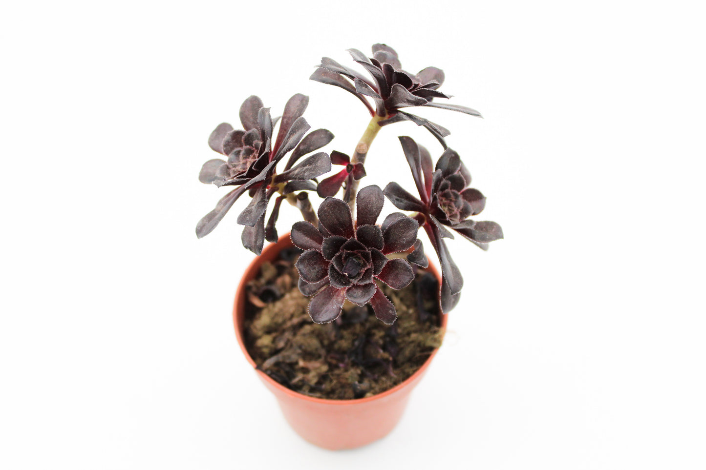Aeonium arboreum var. atropurpureum ''Schwarzkopf'' Bonsai!